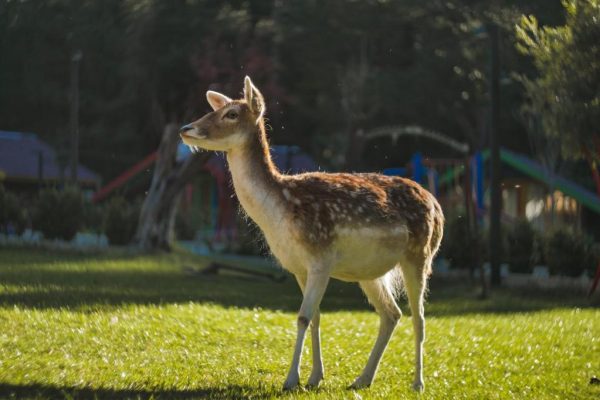 llogora tourist village where the deers are around you